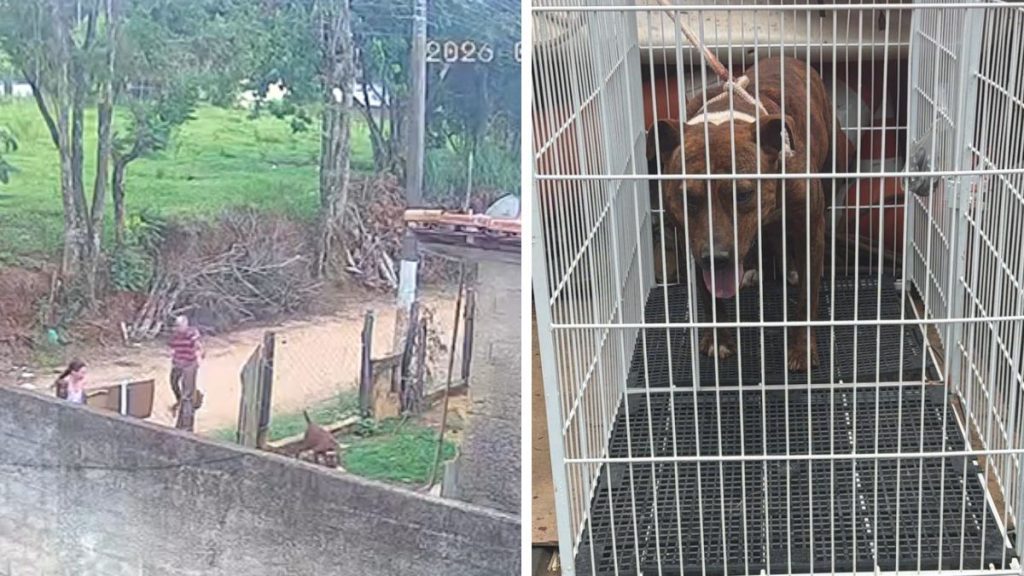 Cão da raça pitbull em plano médio ilustrando a investigação policial sobre o ataque ocorrido em Socorro.