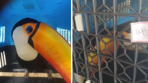 Polícia Ambiental transfere tucano para Mata Ciliar