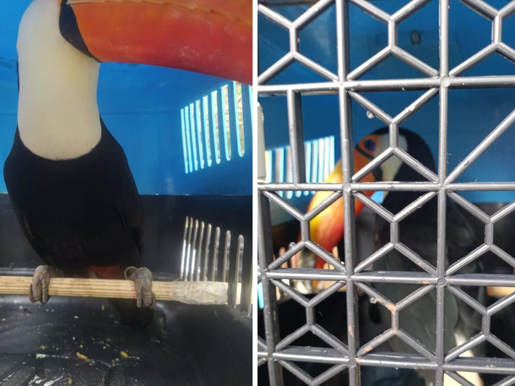Polícia Ambiental de Campinas transfere tucano-toco para Associação Mata Ciliar em Jundiaí por ordem judicial.