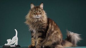 Santos recebe festival de gatos neste fim de semana