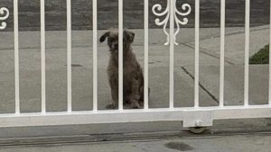 Guarujá passa a punir quem deixa animal sozinho em casa; multa chega em R$9 mil