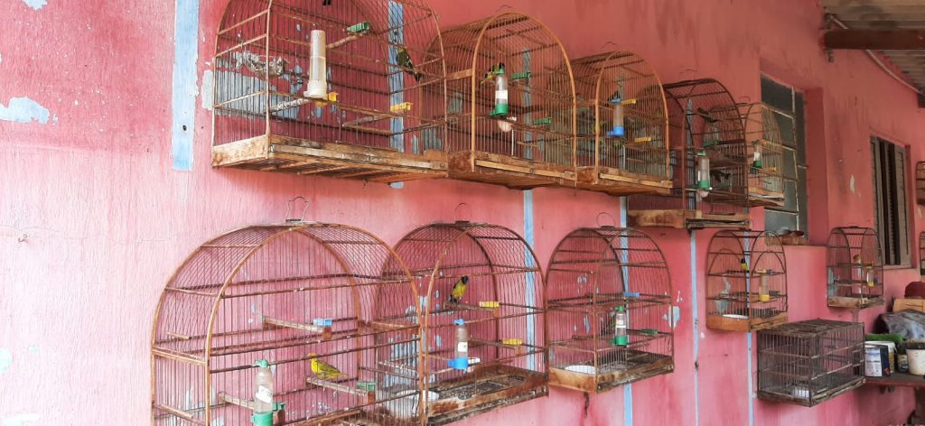 Aves silvestres em gaiolas apreendidas pela Polícia Militar Ambiental em Várzea Paulista durante Operação Piracema.