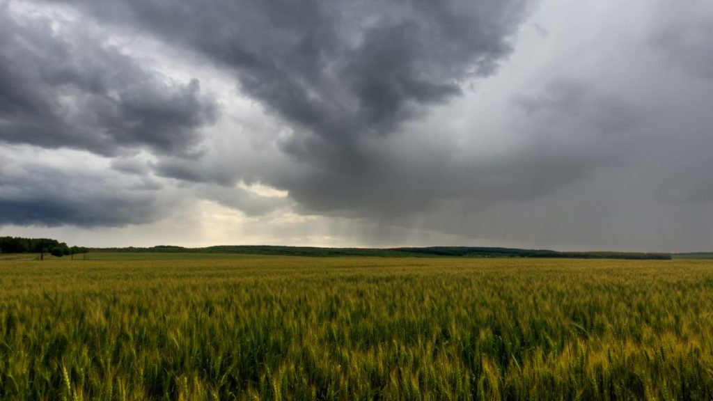Plantação de soja sob chuva intensa, evidenciando o impacto climático no calendário e na economia do agronegócio.