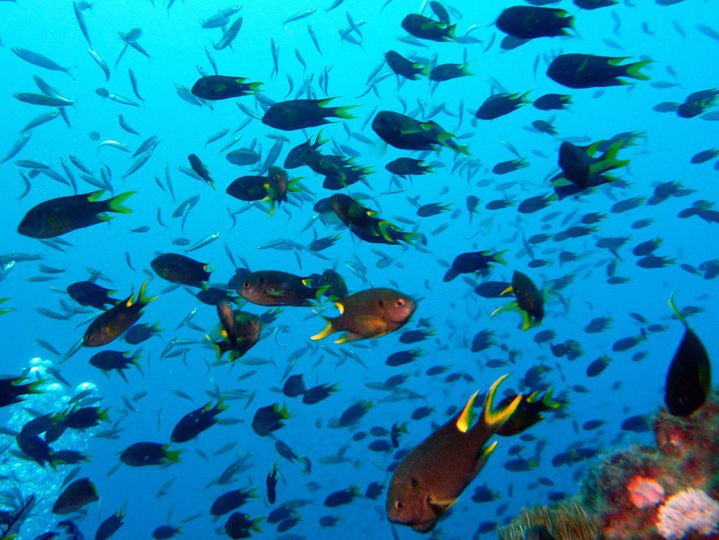 Peixe donzela-real Neopomacentrus cyanomos, espécie invasora do Indo-Pacífico em águas brasileiras.