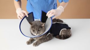 mutirão de castração em Hortolândia