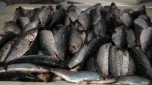 Festival da Sardinha em Santos terá peixe com preço a partir de R$ 12,99. Foto: Francisco Arrais / Prefeitura de Santos