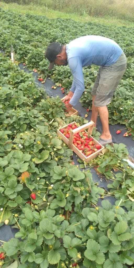 Vista detalhada da plantação de morangos na Fazenda Santa Isabel, Atibaia, cultivada por Claudenice Silva.