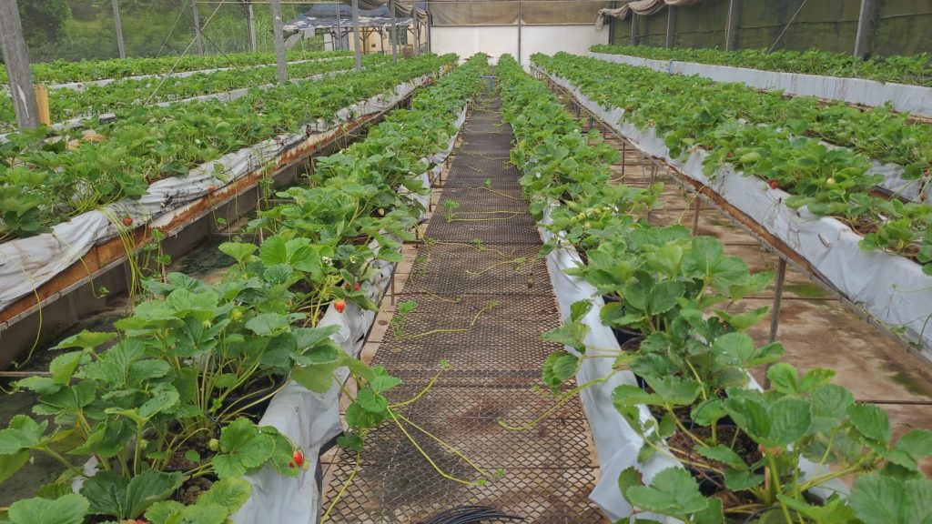 Vista detalhada da plantação de morangos na Fazenda Santa Isabel, Atibaia, cultivada por Claudenice Silva.