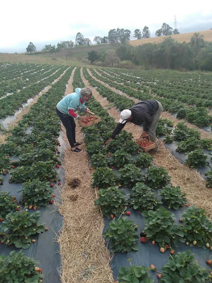 Plantação de morangos da produtora Claudenice Maria da Silva na Fazenda Santa Isabel em Atibaia, SP.