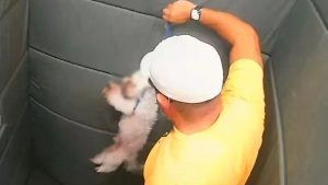 Guarda civil municipal agride cachorro em elevador de prédio; flagrante de maus-tratos a animais.