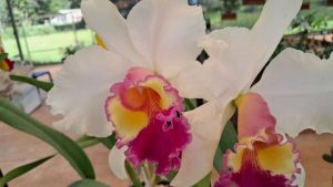 festival de orquídeas