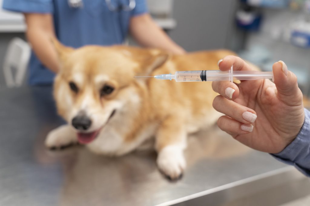 Veterinário atende cão em clínica; distribuição de doses da vacina antirrábica será normalizada em abril.