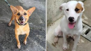 Feira de adoção consciente de cães em Santos