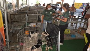 Evento de adoção responsável de cães e gatos em Hortolândia no Observatório Ambiental Parque Escola.