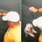 Justiça manda devolver cachorro agredido a tutor em Praia Grande