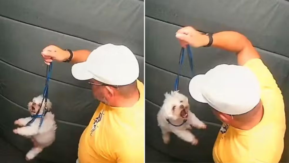 cachorro-agredido-pg