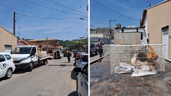 Polícia Ambiental resgata 23 aves mantidas em condições degradantes em Piracaia