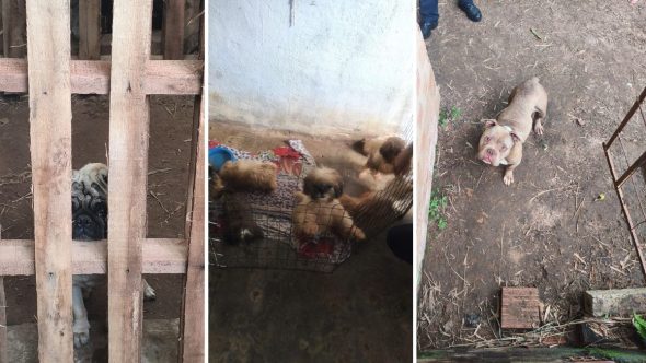 polícia civil resgata mais de 60 cães em Charqueada