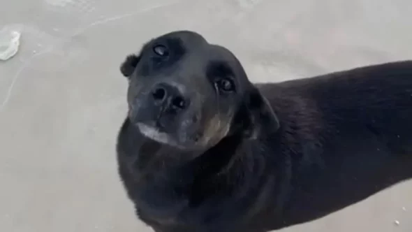 Cao-Orelha-vivia-na-comunidade-da-Praia-Brava-em-Florianopolis