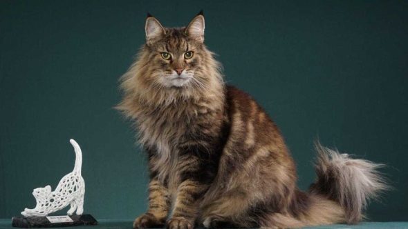 Santos recebe festival de gatos neste fim de semana