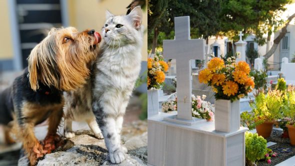 Tarcísio sanciona lei que permite sepultar pets em jazigos da família em SP