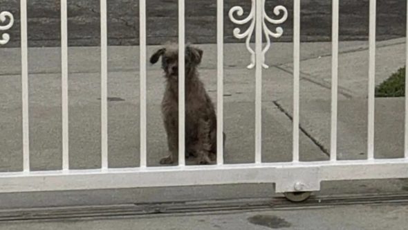 Guarujá passa a punir quem deixa animal sozinho em casa; multa chega em R$9 mil