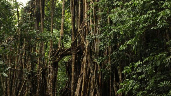 Perda de floresta no Brasil
