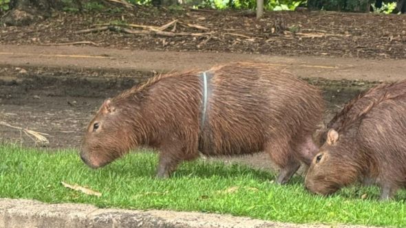 Capivara
