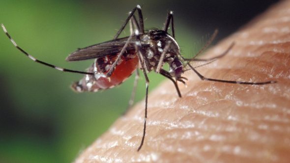 Agente de saúde em ação de combate à dengue e eliminação de focos do Aedes aegypti em Campinas.