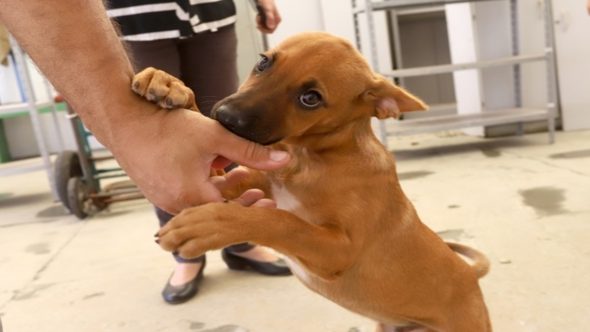 Na feira terão animais de um a oito anos de idade. - Crédito: Fernanda Sunega