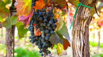 Uvas e vinhos Indaiatuba