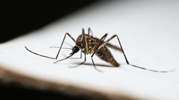 Vacina contra febre amarela sendo aplicada em paciente para prevenção da doença e controle de surto em São Paulo.