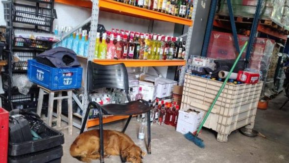 Adega é interditada em Campinas por irregularidades e presença de ratos e pombos