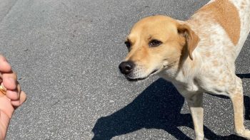 Comissão aprova projeto que prevê a suspensão da CNH e infração grave para motoristas que forem pegos por abandono de animais.