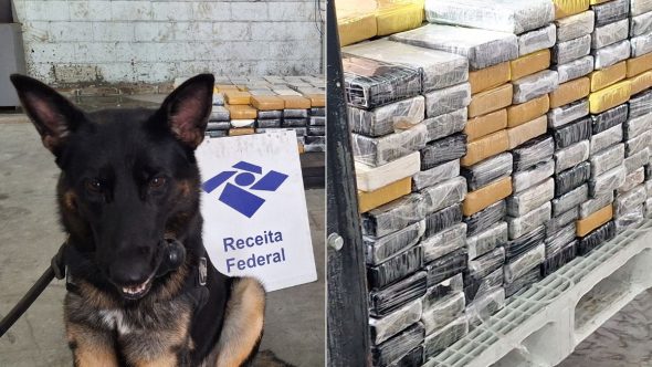 cães-farejadores-apreensão-porto-santos