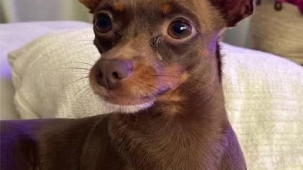 Kiko, cachorro do cantor Edson da dupla Edson e Hudson, encontrado morto em Indaiatuba após desaparecimento.