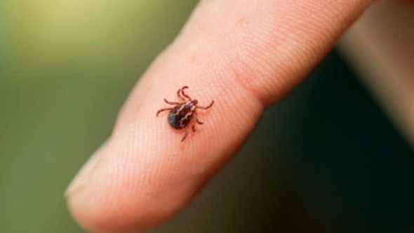 Mogi Mirim confirma a 1ª morte por febre maculosa em 2025