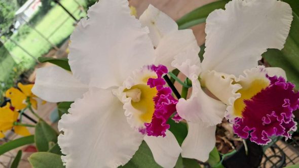 Festival de Orquídeas abre temporada de eventos florais em Vinhedo