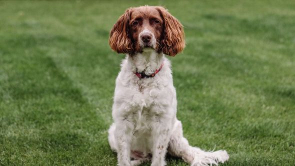 Projeto Orelha sugere Dia Municipal em memória de animais vítimas de maus-tratos