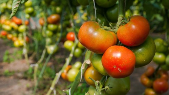 tomate - coluna agro