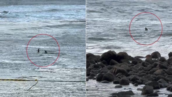 tubarão-praia-guarujá