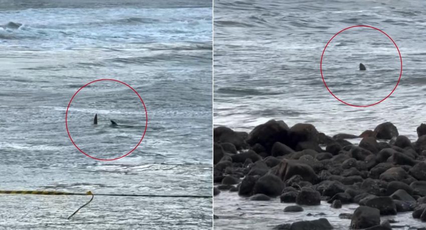 tubarão-praia-guarujá